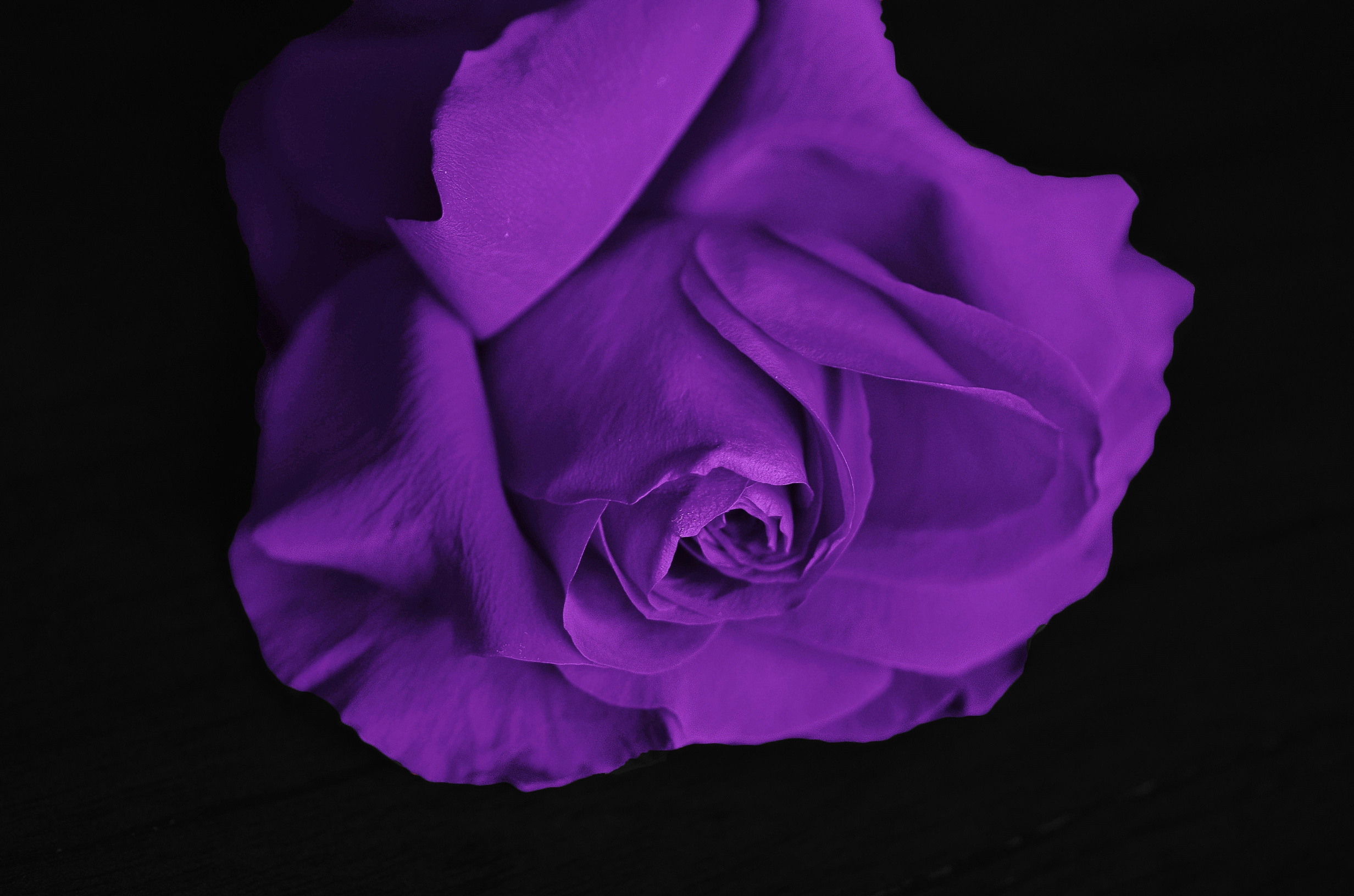 Purple Petaled Flower